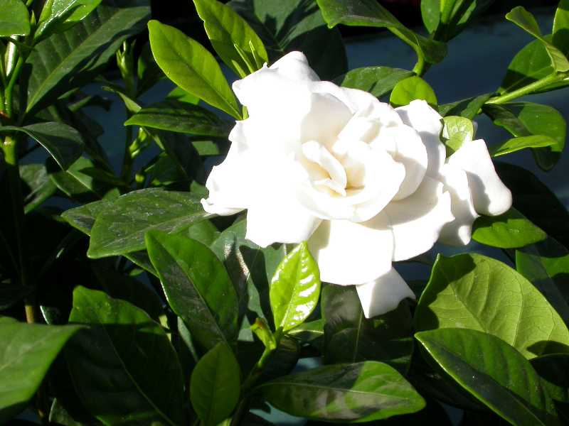 cape jasmine,cape jessamine,common gardenia,افرنگیا